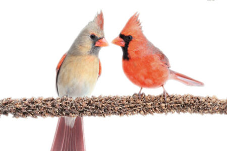 5 Stress-Relieving Tips Inspired By Nature